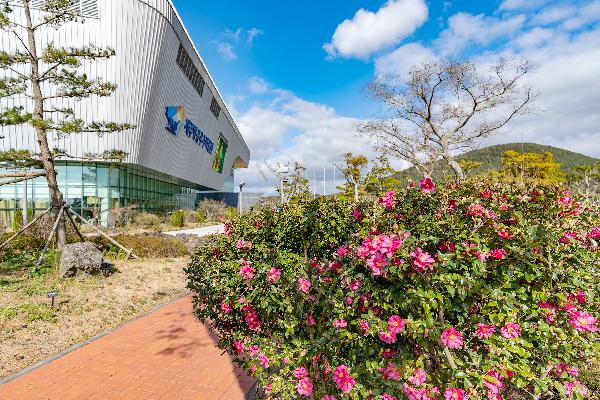 JAM에도 예쁘게 동백꽃이 피었어요! 섬네일 이미지