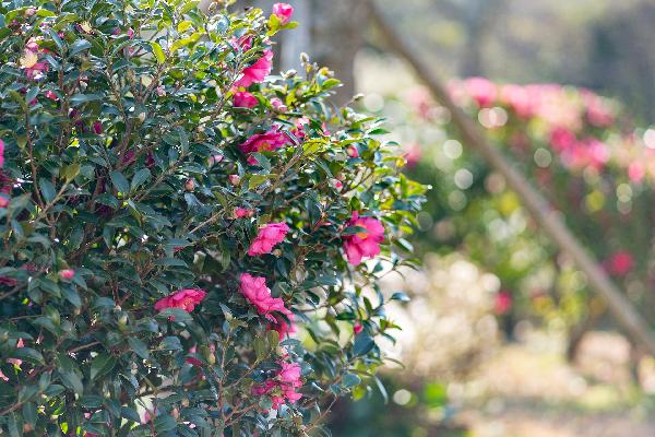 山茶花在JAM美丽盛开！
